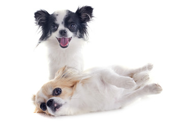 Fototapeta premium chihuahuas