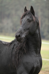 Obraz na płótnie Canvas Portrait of beautiful Friesian stallion