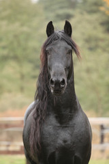Fototapeta premium Portrait of beautiful Friesian stallion