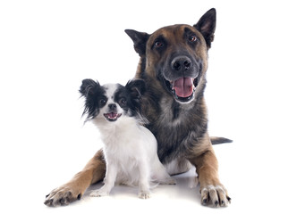 malinois and chihuahua
