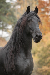 Portrait of beautiful Friesian stallion