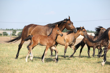 Group of horses with foal running