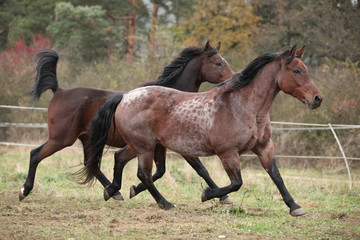 Two horses running on pasturage