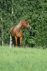 Fototapeta premium Nice arabian horse wit logn hair