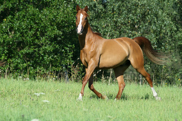 Fototapeta premium Gorgeous chestnut arabian horse in freedom