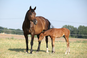 Mare with a foal standing on pasturage