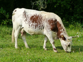 Vache au pâturage