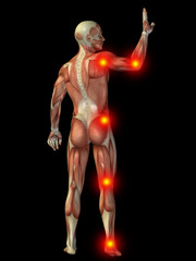 3D human man anatomy with articular pain