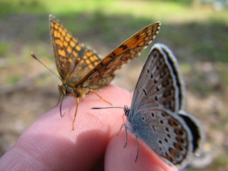 Butterflies on human fingers
