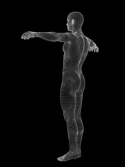 3D wireframe mesh human man anatomy