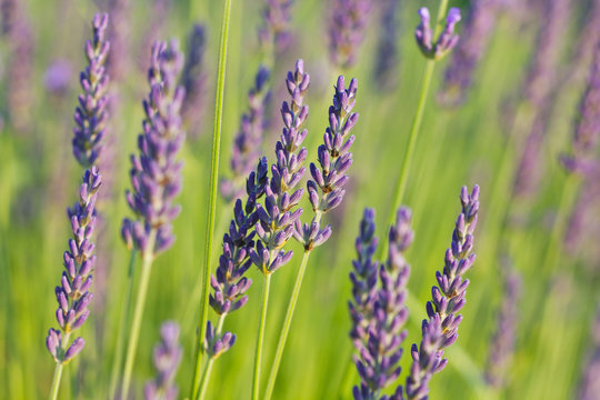 Fototapeta lavender in the sunlight