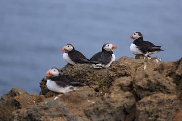 Islande 111