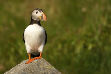 Papageientaucher
