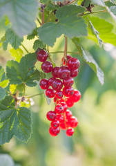 ripe red currant in summer garden