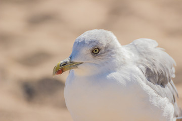 Gull on beach