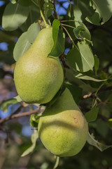 Many pear with branch details
