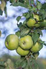Red apples on apple tree