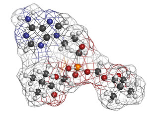 Adefovir dipivoxil hepatitis B and herpes simplex virus (HSV)