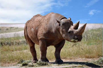 rhino