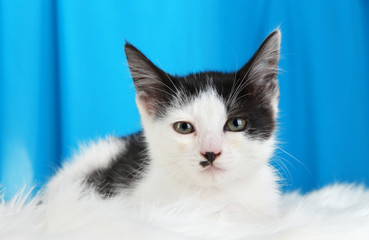 Small kitten on white carpet on fabric background