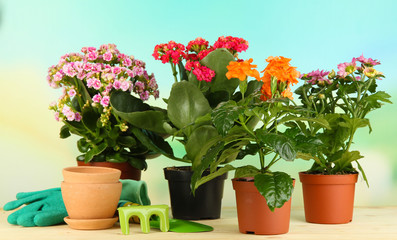 Beautiful flowers in pots on wooden table on natural background