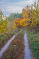 Naklejka premium Pathway through the autumn forest