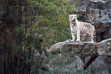 White bengal on the rock