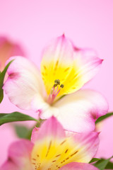 Obraz na płótnie Canvas アリストロメリアの花