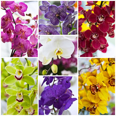Colorful orchids (Lat. Orchidаceae). Collage