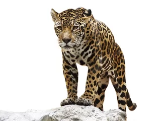 Fototapete Panther Leopard auf dem Felsen