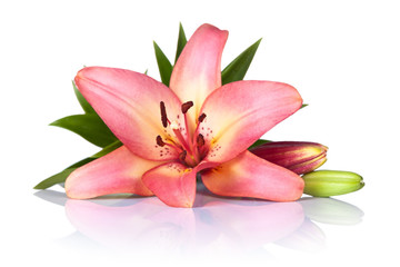 Obraz na płótnie Canvas Lily Flower