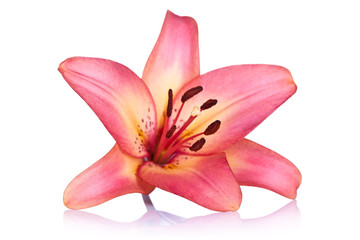 Fototapeta na wymiar Lily Flower