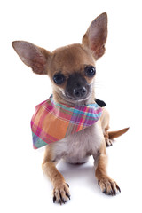 Obraz premium puppy chihuahua with bandana