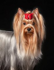 Young Yorkie female dog on black background