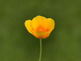 Fototapeta premium Flower