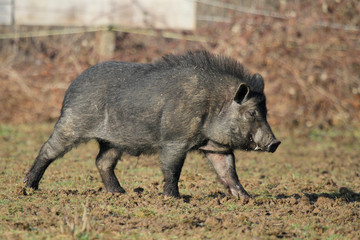 cochon vietnamien