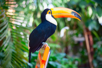 Colorful tucan