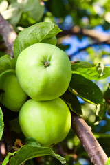 green apples
