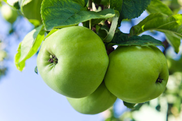 green apples