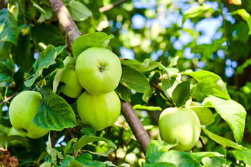 green apples