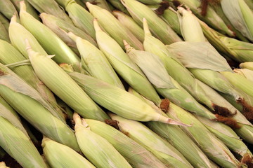 Maiskolben vom Wochenmarkt