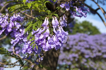 Jacaranda blossom in spring - flower closeup
