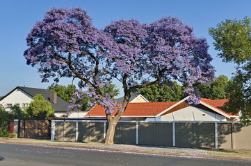 Jacaranda blossom in spring