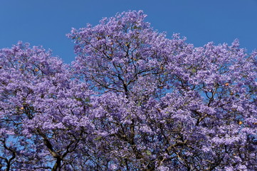 Jacaranda blossom in spring - background