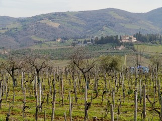Fototapeta na wymiar A wine vineyard in spring in Umbrie in Italy