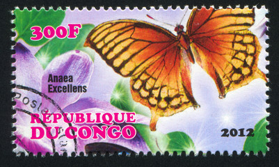 butterfly