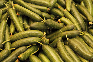 frische grüne Gurken