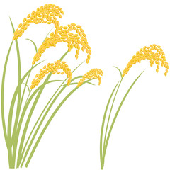 稲穂　秋　収穫　米