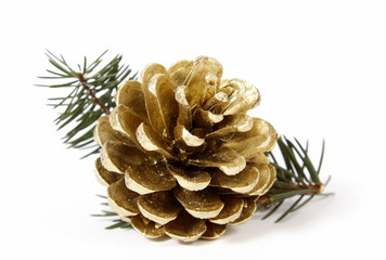 Cone on twigs of the spruce