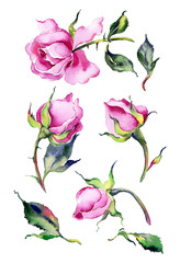 Watercolor pink roses